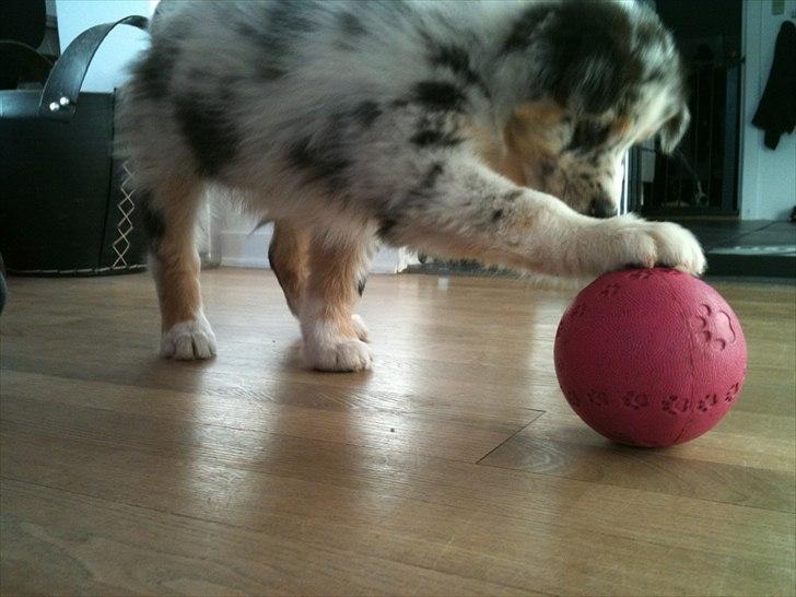 Australian shepherd Godrumgaards Healey - 8 uger, prøver at få godbider ud billede 6