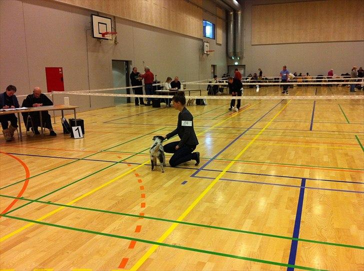 Australian shepherd Godrumgaards Healey - 13 uger, til første udstilling billede 4