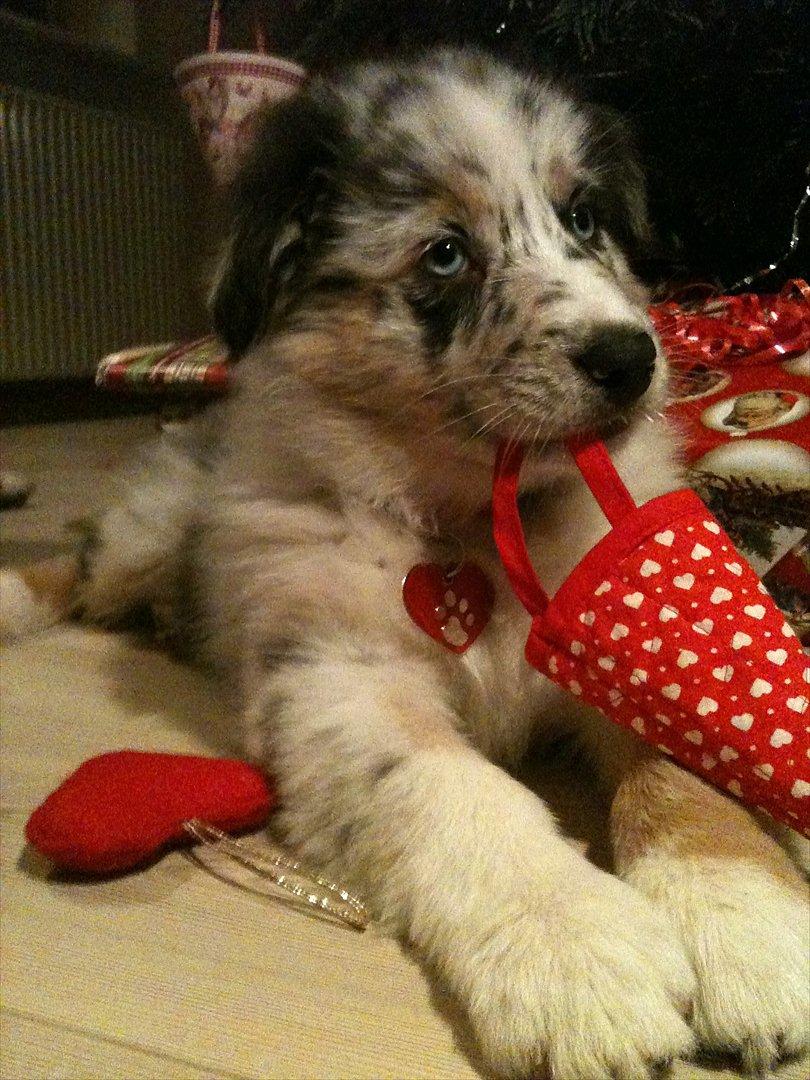 Australian shepherd Godrumgaards Healey - 8 uger, juleaften ;) billede 7