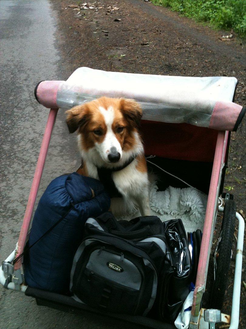 Border collie og Berner sennen, Lotus (Himmelhund) billede 6