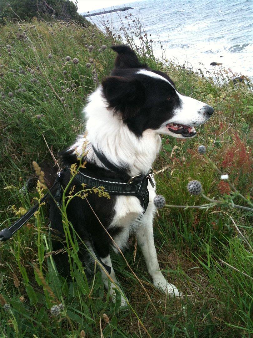 Border collie Aston (Tidl. Hund) - Aston på Bornholm billede 4