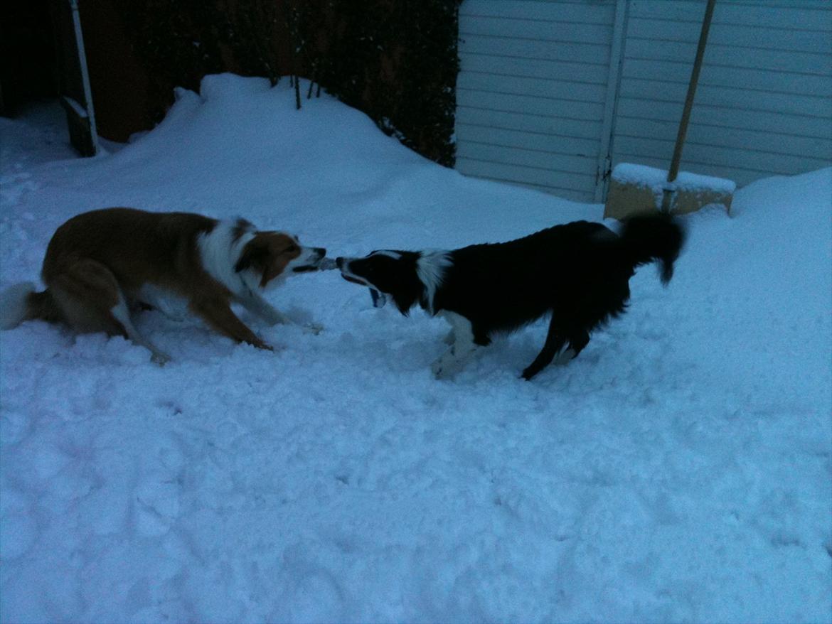 Border collie Aston (Tidl. Hund) - Aston og Lotus tovtrækker billede 5