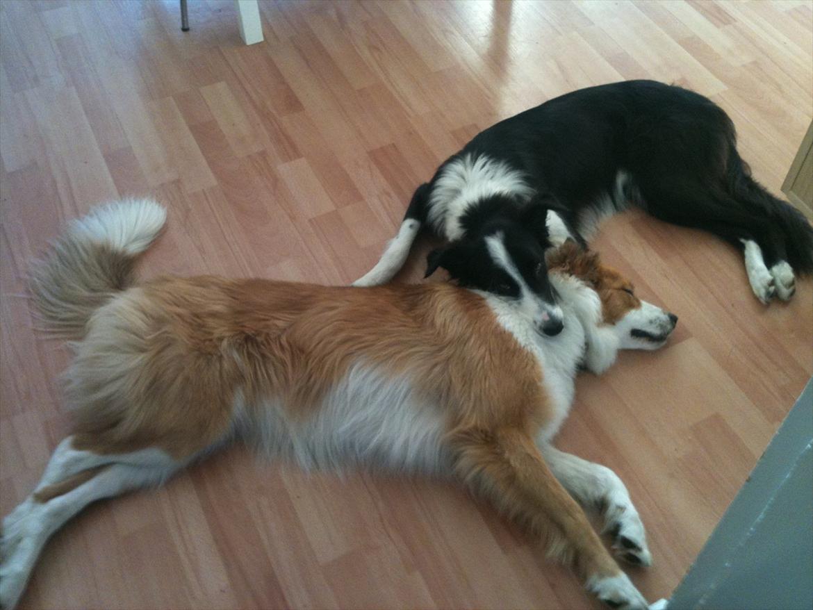 Border collie Aston (Tidl. Hund) billede 6