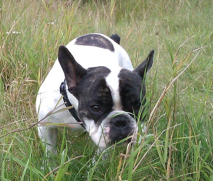 Fransk bulldog Sammi billede 7