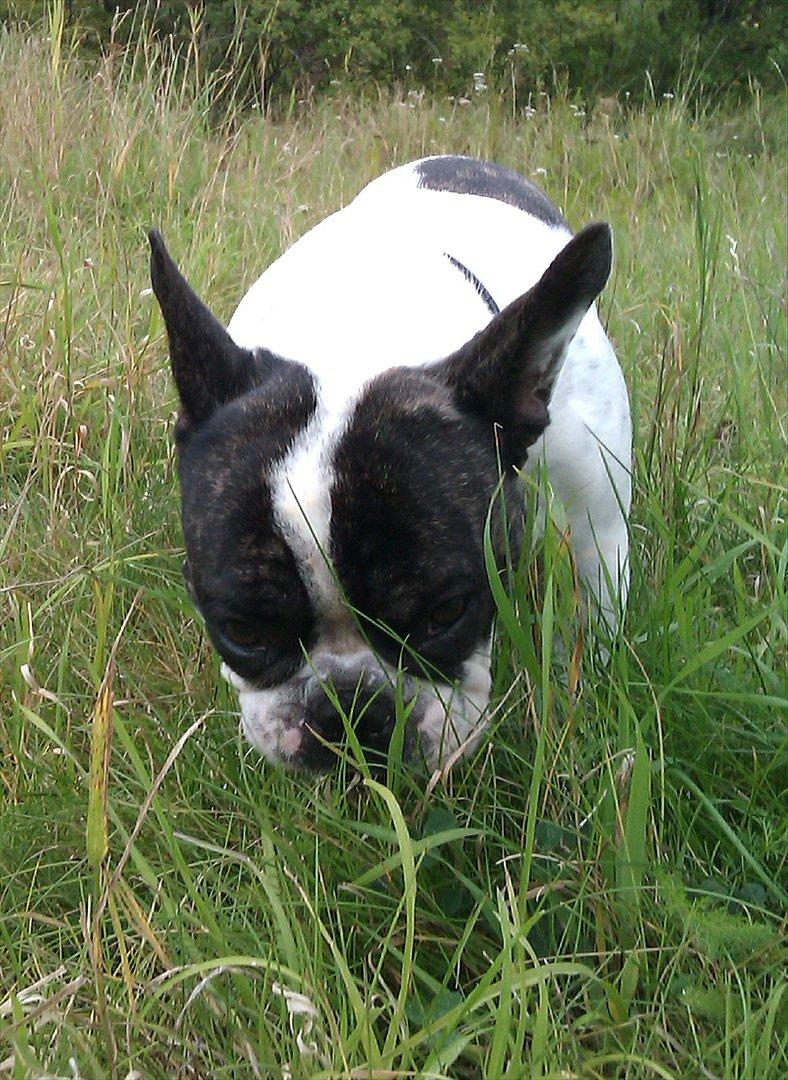 Fransk bulldog Sammi billede 8