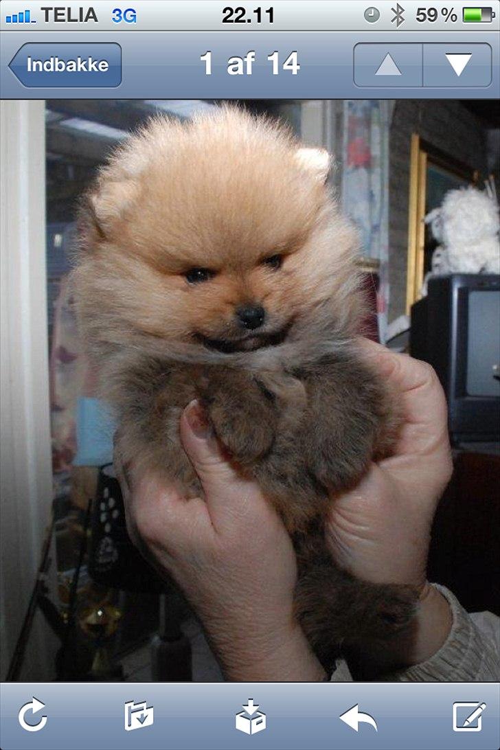 Pomeranian Charlie - Hjemme hos opdrætter. Aase Laursen billede 2