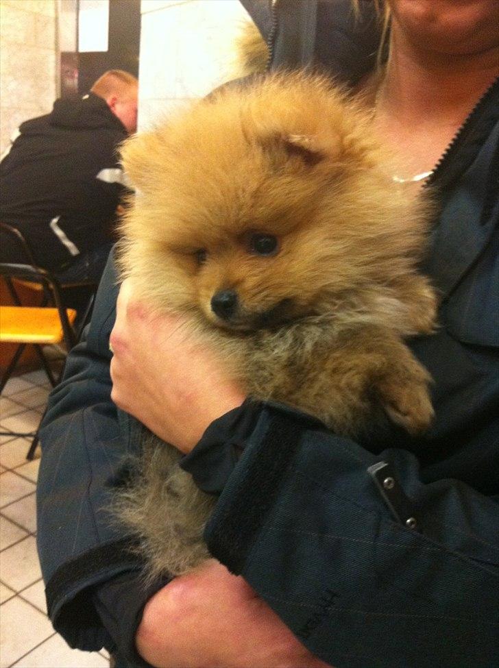 Pomeranian Charlie - 1 dag, med på pizzaria, da jeg ikke gider at lave mad selv, efter jeg har hentet ham i Aarhus billede 3