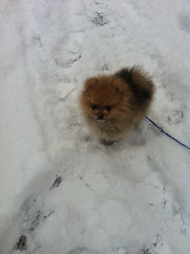 Pomeranian Charlie billede 4