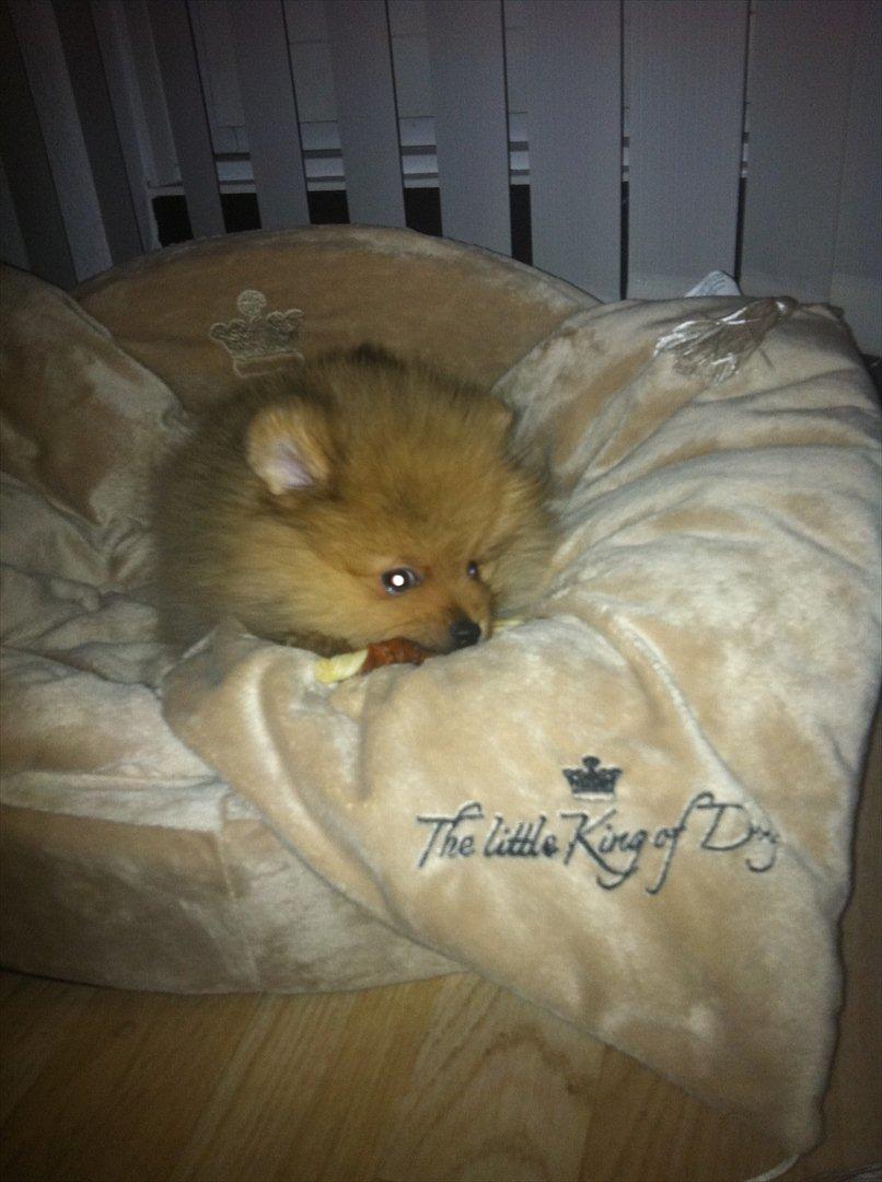 Pomeranian Charlie - Jeg prøver lige min nye hundekurv. Den er dejlig!!!! billede 5