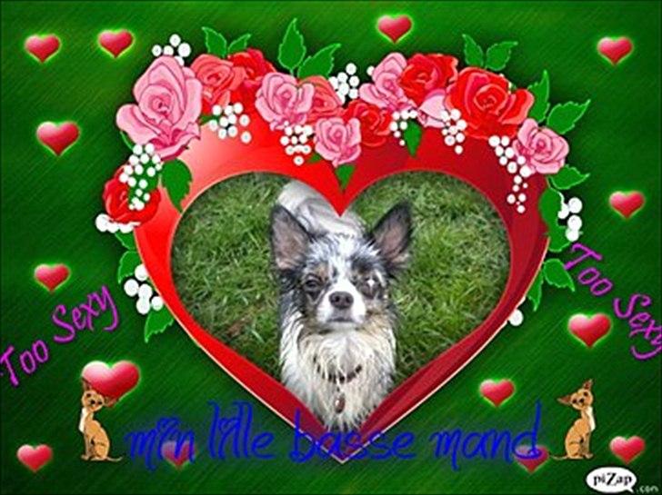 Chihuahua Dandie (Himmelhund) billede 8