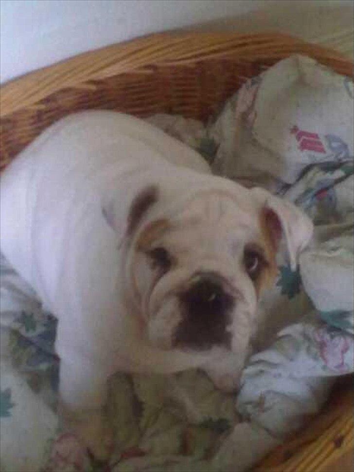 Engelsk bulldog Augusta billede 13