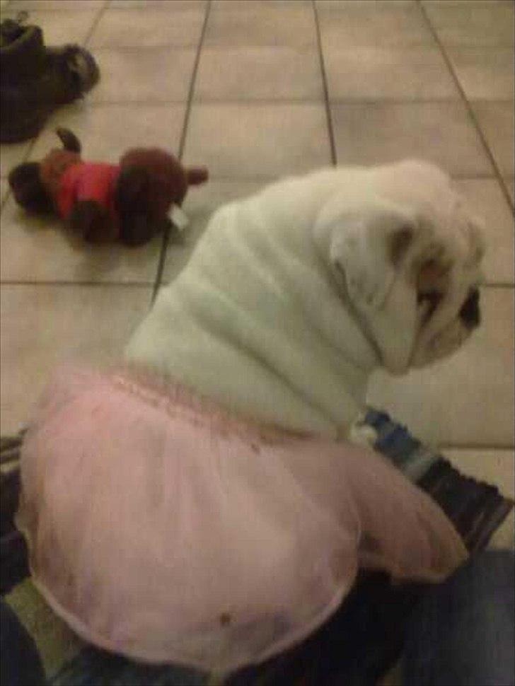 Engelsk bulldog Augusta billede 14