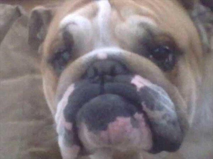 Engelsk bulldog English pirates Pepe billede 6