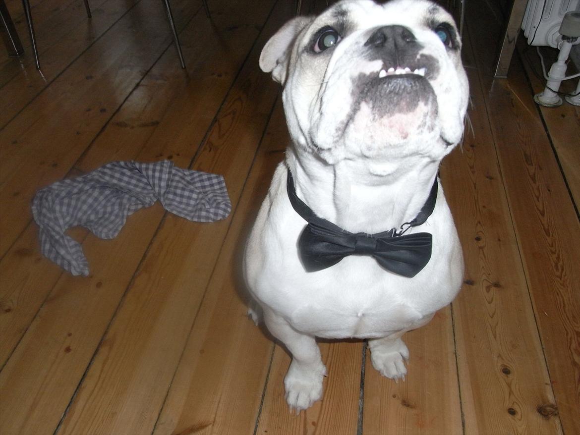 Engelsk bulldog Zindy - Hvem siger at piger ikke kan gå med butterfly? :P billede 2