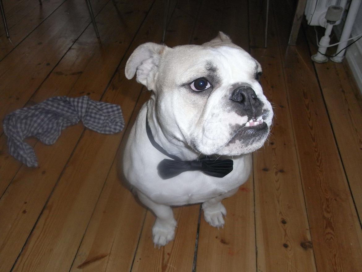 Engelsk bulldog Zindy billede 3