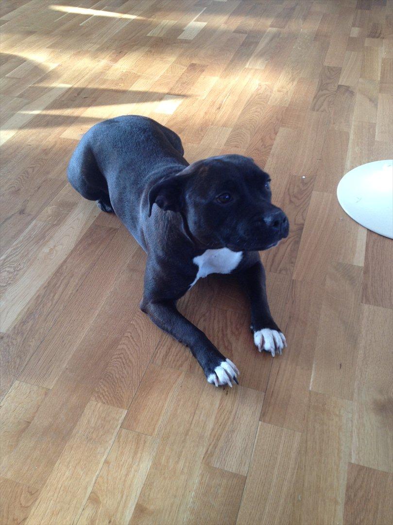 Staffordshire bull terrier Chili - Chili i stuen d. 6/2-2012 billede 3