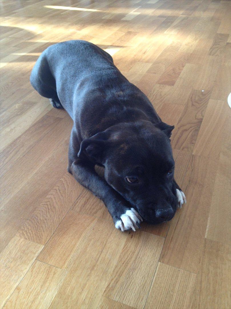 Staffordshire bull terrier Chili - Chili i stuen d. 6/2-2012 billede 4