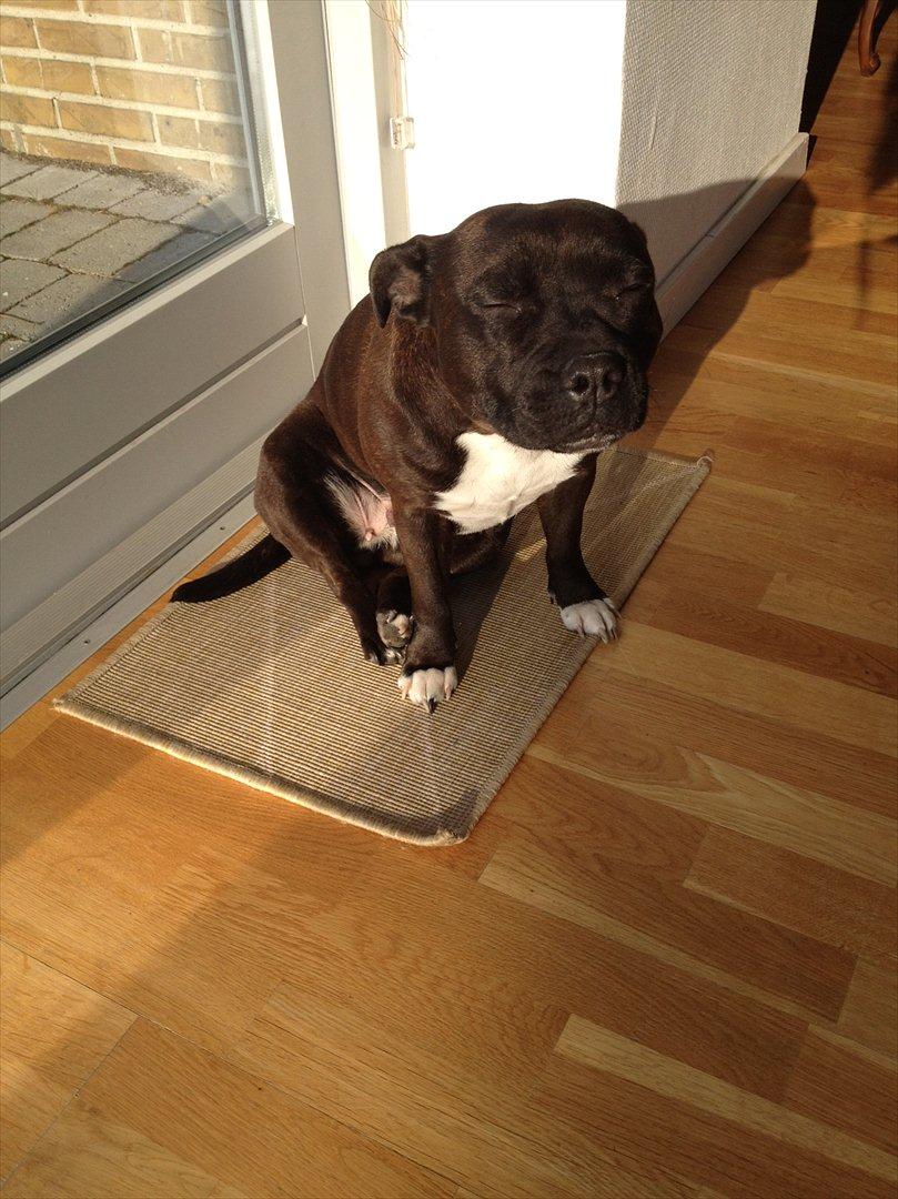 Staffordshire bull terrier Chili - Chili i stuen d. 6/2-2012 billede 2