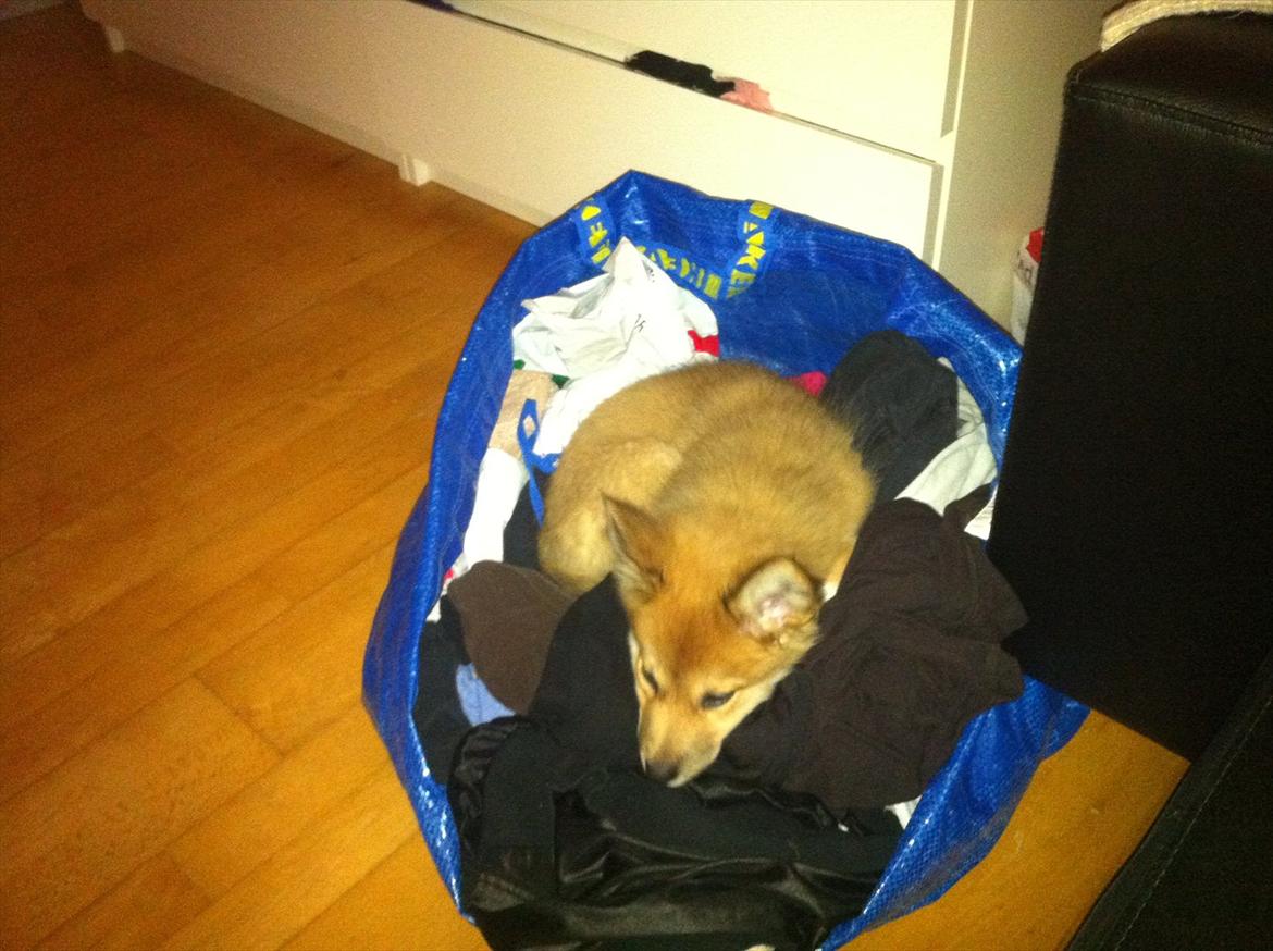 Islandsk fårehund Cika - Det såå skøøønt med alt det tøj at sove på ! :) billede 6