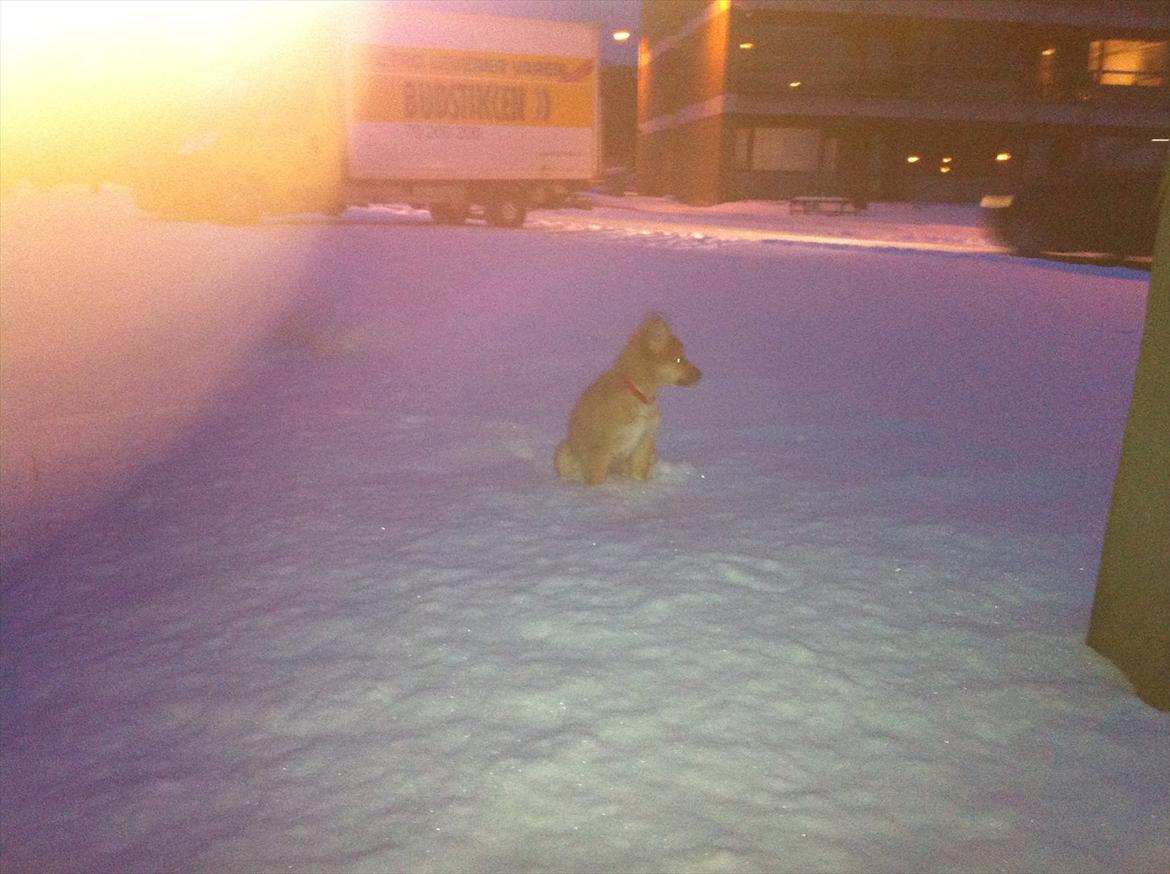 Islandsk fårehund Cika - Se dog alt den sne,.. hov hvem gik lige der :) billede 7