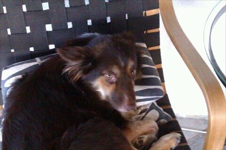 Islandsk fårehund Mille billede 1