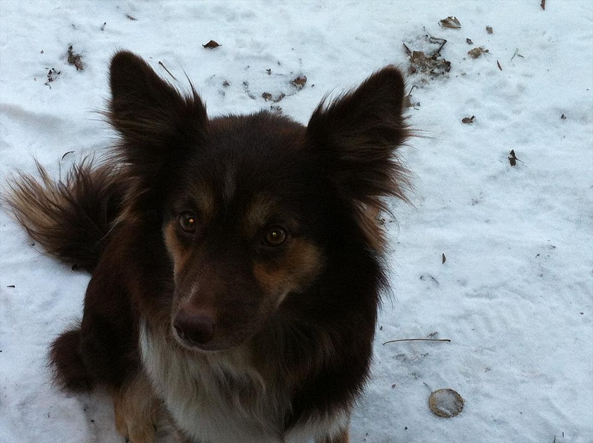 Islandsk fårehund Mille billede 3