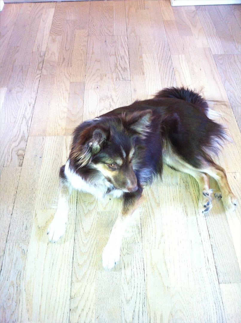 Islandsk fårehund Mille billede 4