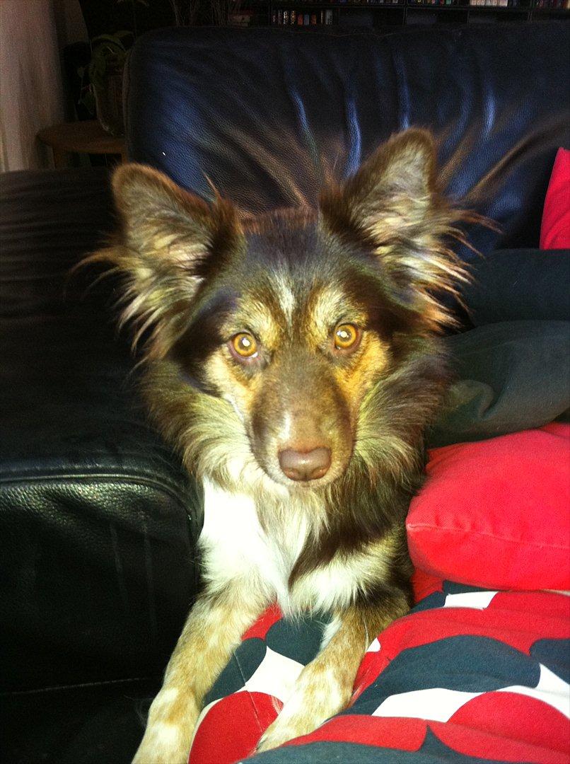 Islandsk fårehund Mille billede 6