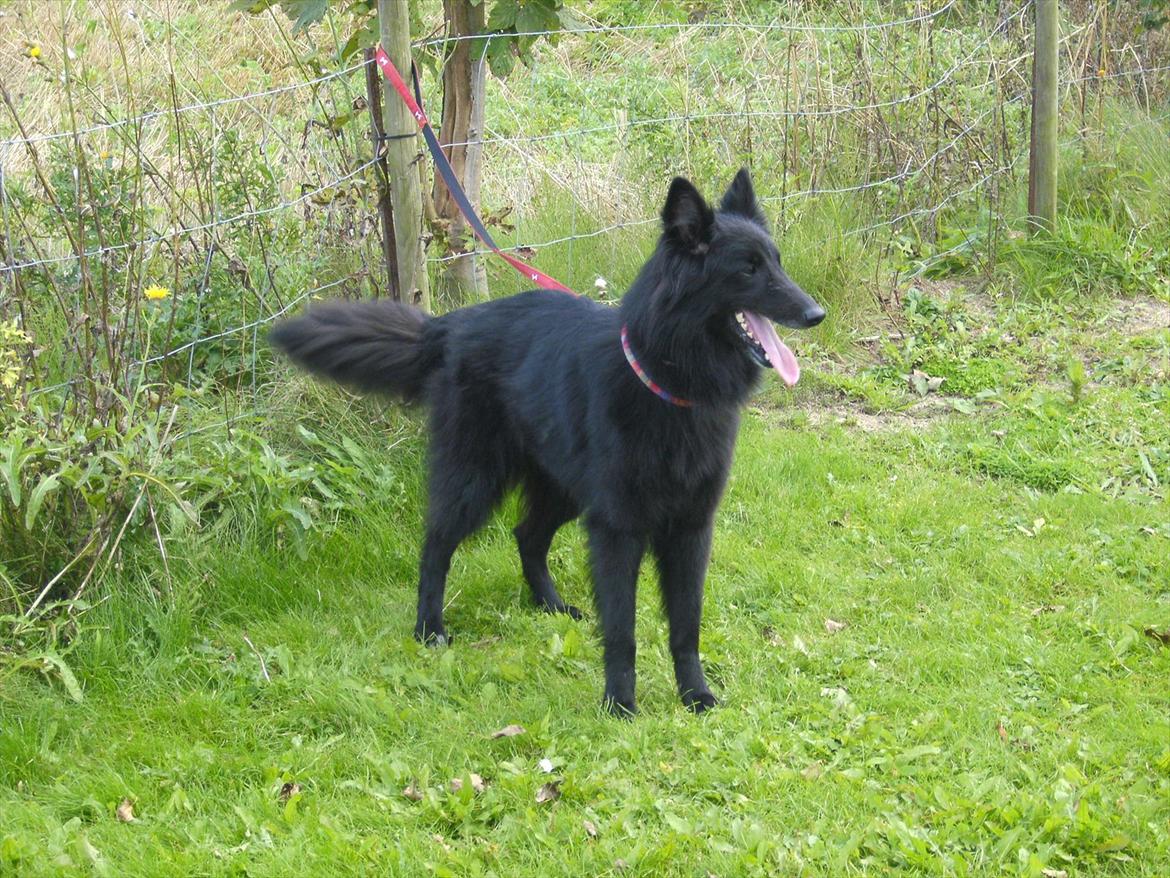 Groenendael Arizona billede 2