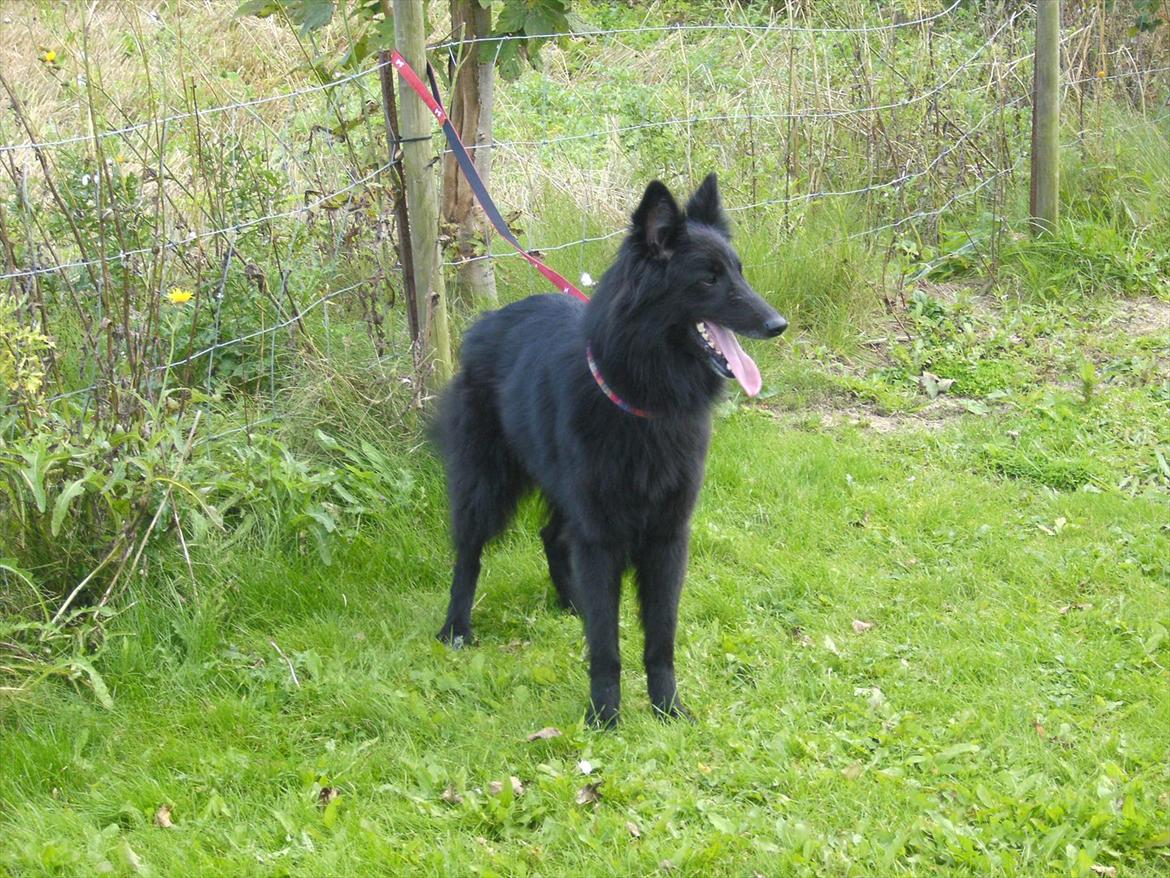 Groenendael Arizona billede 3