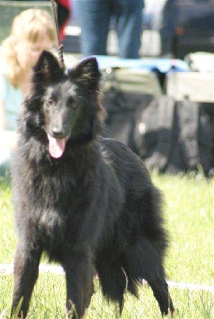 Groenendael Casfan Maika billede 1