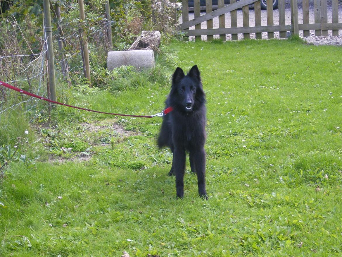 Groenendael Casfan Maika billede 2