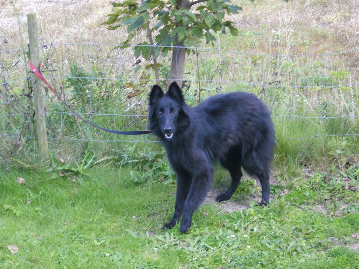 Groenendael Casfan Maika billede 3