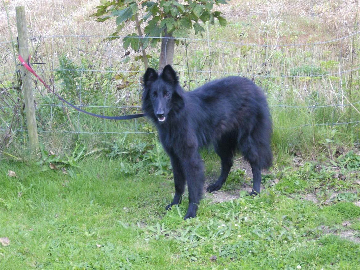 Groenendael Casfan Maika billede 4
