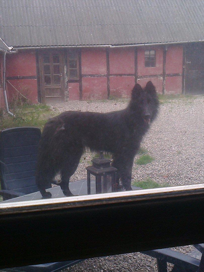 Groenendael Casfan Maika billede 5