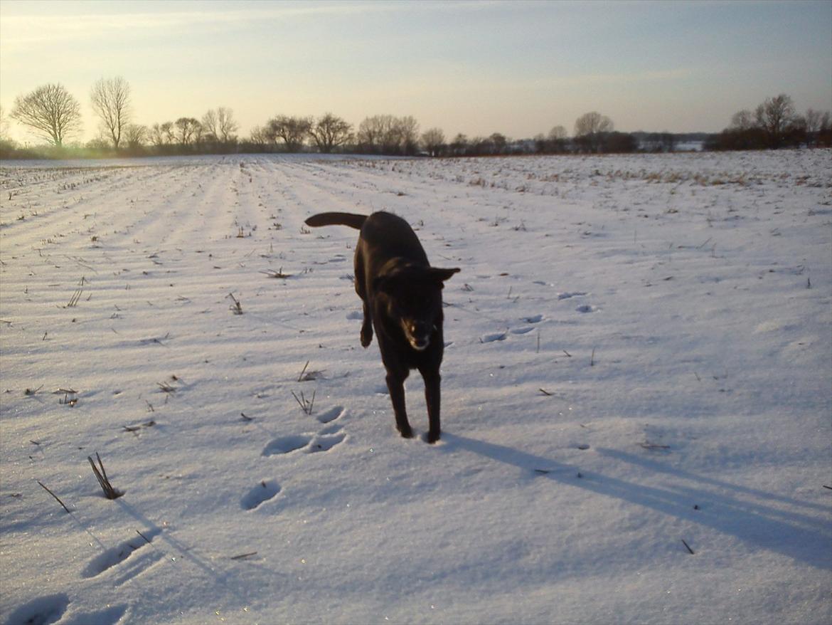 Blanding af racer Tajs - Nogen der har sagt min hund skal være normal :-P? billede 8