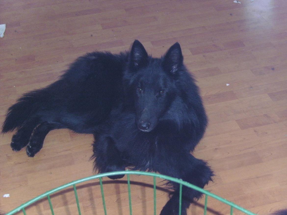 Groenendael Team-ami Nitro Blue  billede 9