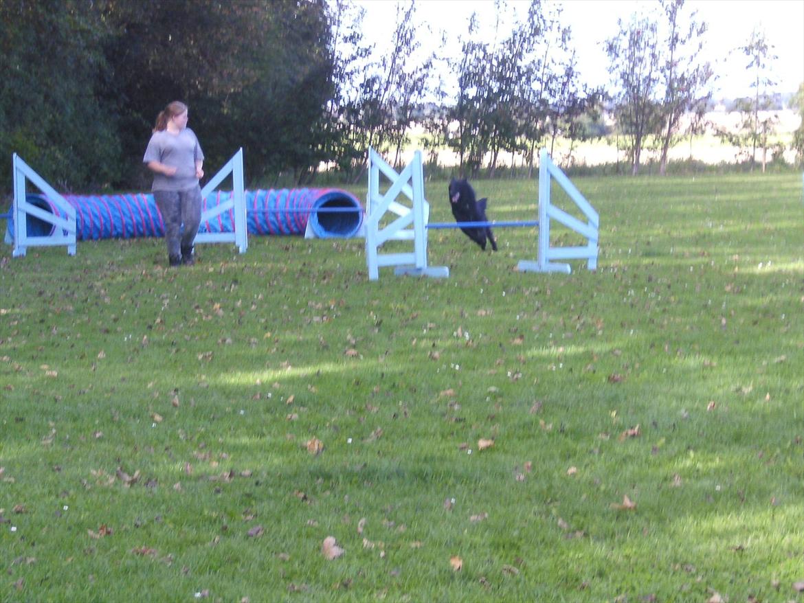 Groenendael Team-ami Nitro Blue  - Min søde søster, som prøver at lærer knægten agility og at han rent faktisk skal blive ved siden af en selvom der er andre hunde ;) Han vil meget gerne snakke med alle andre ;) billede 10