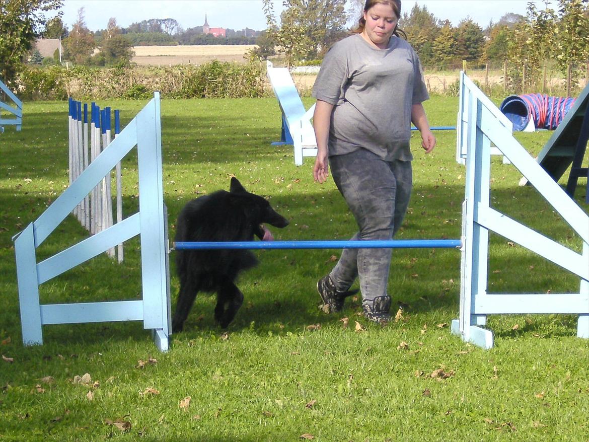 Groenendael Team-ami Nitro Blue  billede 11