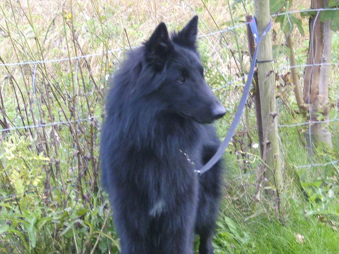 Groenendael Team-ami Nitro Blue  billede 12