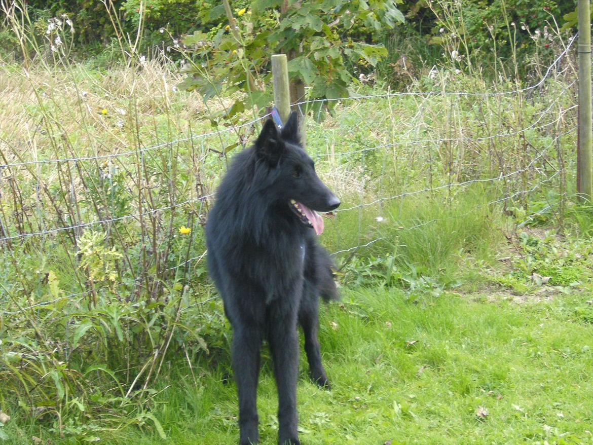 Groenendael Team-ami Nitro Blue  billede 13