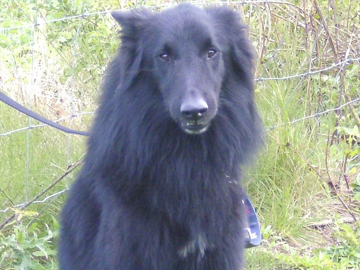 Groenendael Team-ami Nitro Blue  billede 14