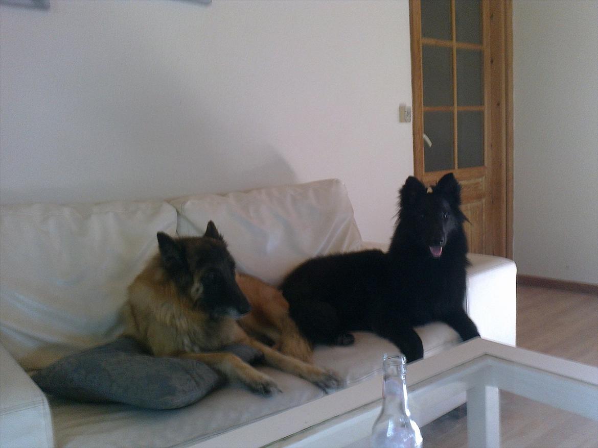 Tervueren Eistrup's Bindy (Lajka) billede 5