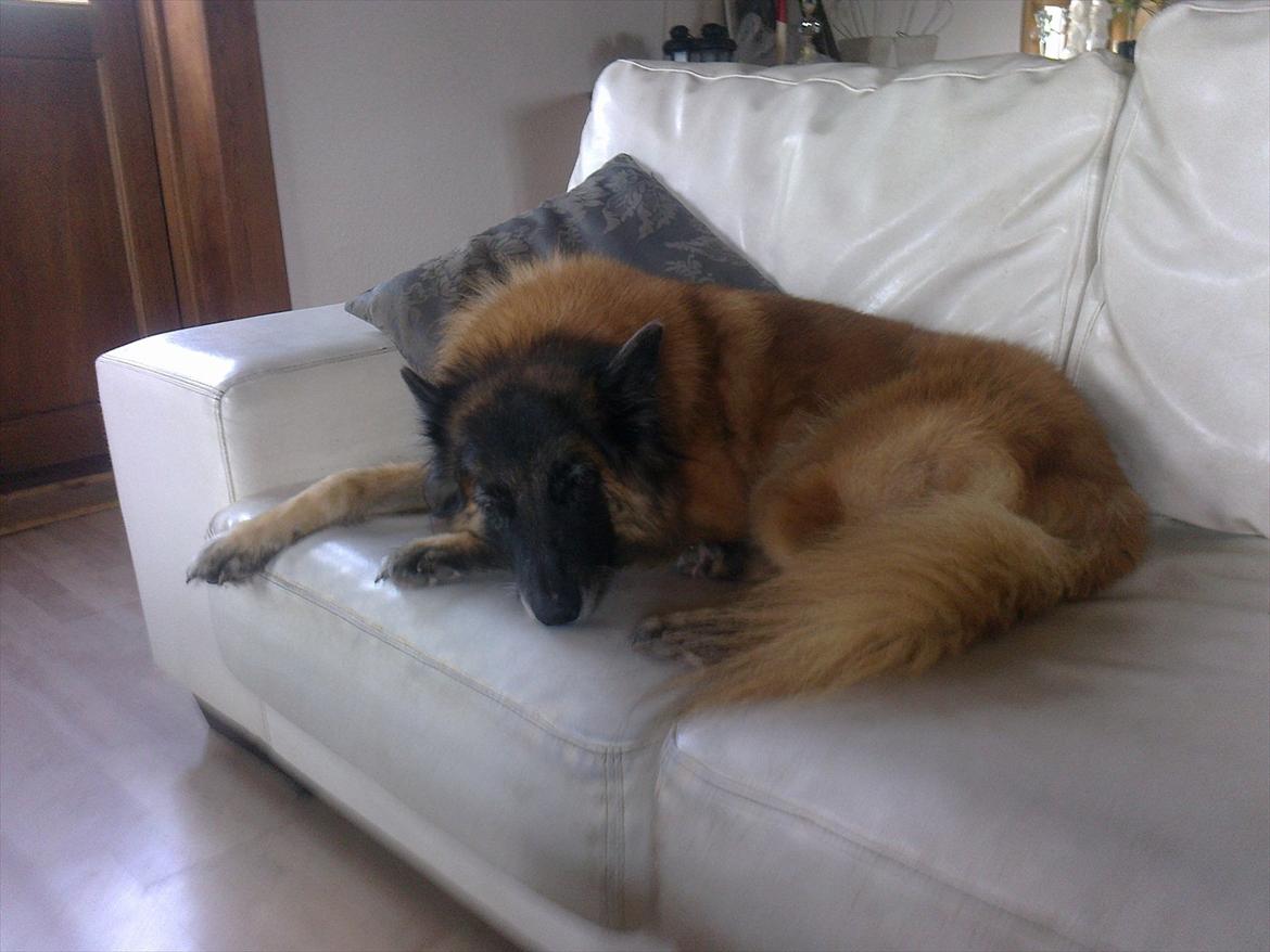 Tervueren Eistrup's Bindy (Lajka) billede 6