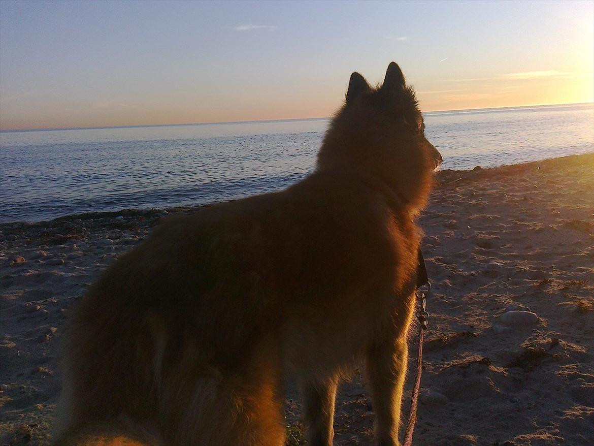 Tervueren Eistrup's Bindy (Lajka) billede 7