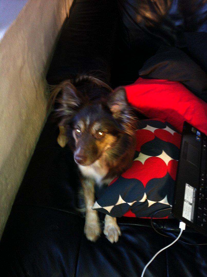 Islandsk fårehund Mille billede 7