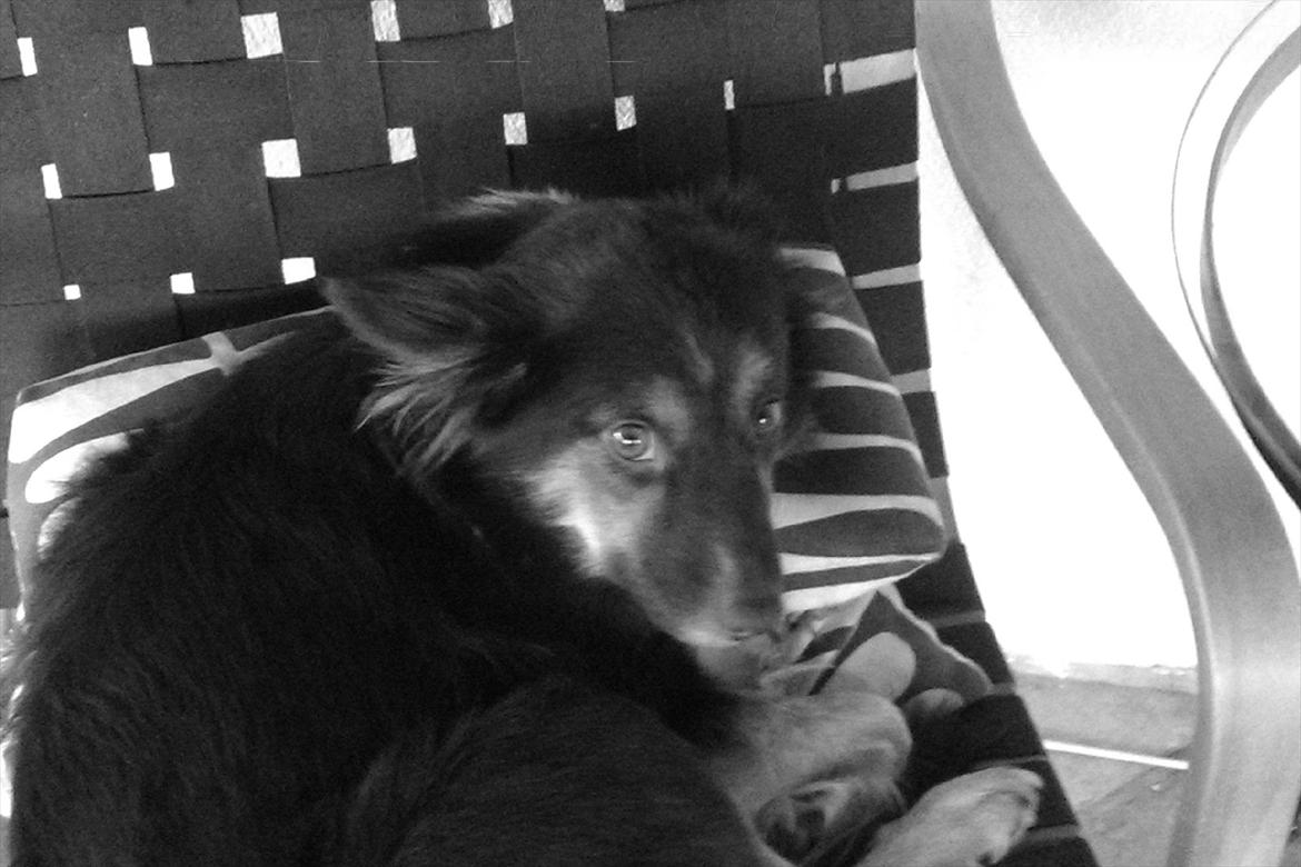 Islandsk fårehund Mille billede 8