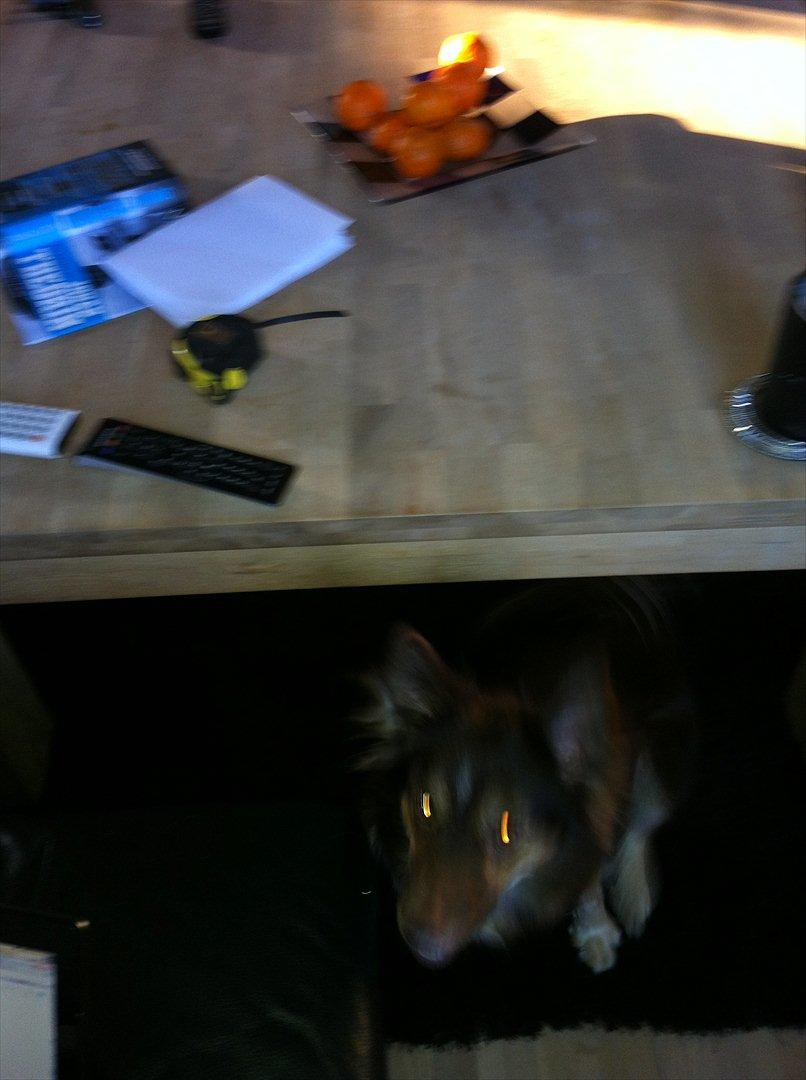 Islandsk fårehund Mille billede 9