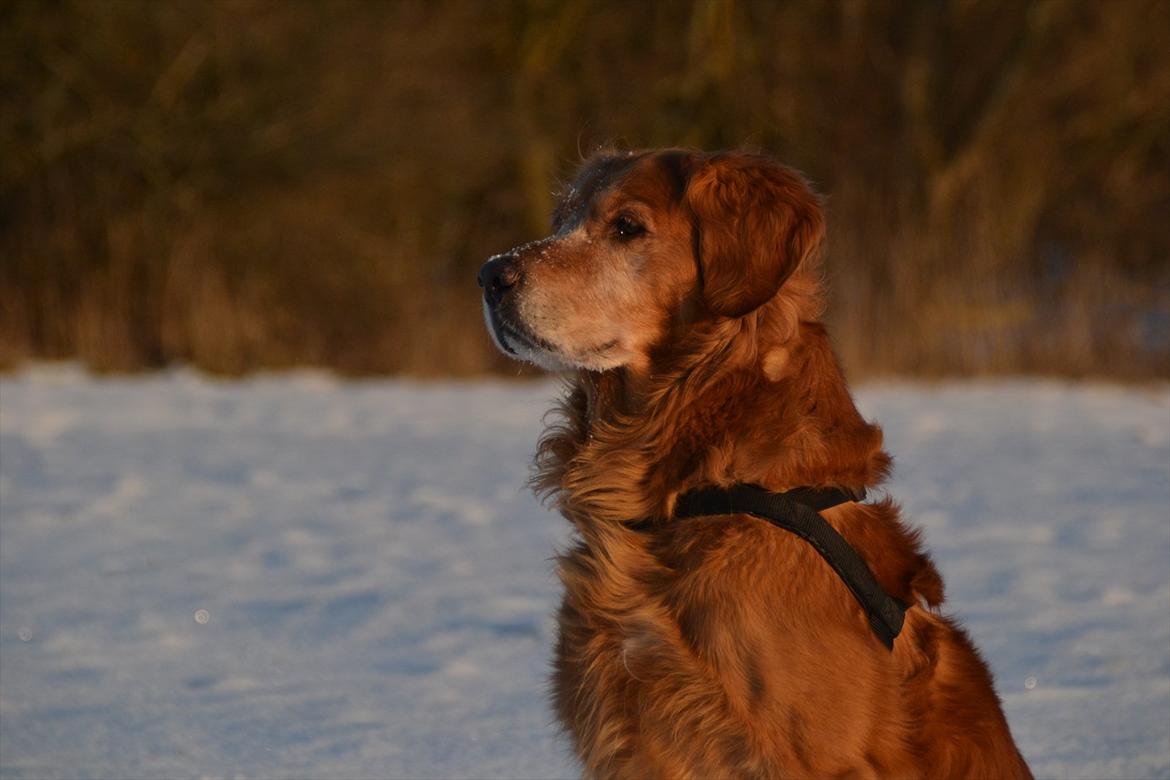 Golden retriever Tjapper - Foto: Isa Edelbo billede 3