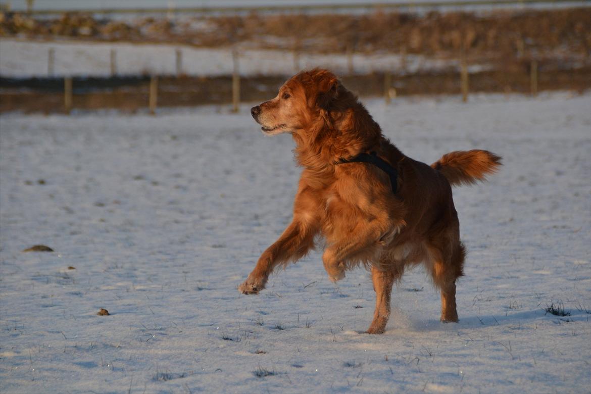 Golden retriever Tjapper - Foto: Isa Edelbo billede 5